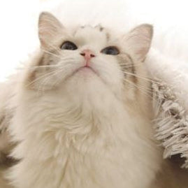 2-in1 Pet Bed